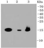 TSPO Antibody in Western Blot (WB)