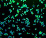 CD271 (NGF Receptor) Antibody in Immunocytochemistry (ICC/IF)