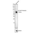 CD271 (NGF Receptor) Antibody in Flow Cytometry (Flow)