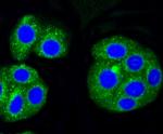 ALAS1 Antibody in Immunocytochemistry (ICC/IF)