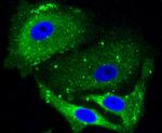 ALAS1 Antibody in Immunocytochemistry (ICC/IF)