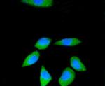 RPS3 Antibody in Immunocytochemistry (ICC/IF)