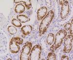 RPS3 Antibody in Immunohistochemistry (Paraffin) (IHC (P))