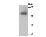 JNK1/JNK2/JNK3 Antibody in Western Blot (WB)