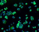 Filamin A Antibody in Immunocytochemistry (ICC/IF)