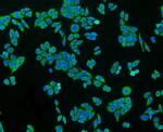 GAPDH Antibody in Immunocytochemistry (ICC/IF)