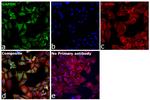 GAPDH Antibody in Immunocytochemistry (ICC/IF)