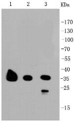 GAPDH Antibody in Western Blot (WB)