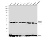 GAPDH Antibody in Western Blot (WB)