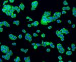 BAD Antibody in Immunocytochemistry (ICC/IF)