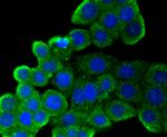 CD9 Antibody in Immunocytochemistry (ICC/IF)