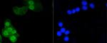 Phospho-Histone H1.3/H1.4 (Thr17) Antibody in Immunocytochemistry (ICC/IF)