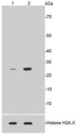 Phospho-Histone H1.3/H1.4 (Thr17) Antibody in Western Blot (WB)