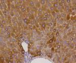 Phospho-GYS1 (Ser641) Antibody in Immunohistochemistry (Paraffin) (IHC (P))