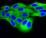 MKP3 Antibody in Immunocytochemistry (ICC/IF)