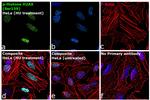 Phospho-Histone H2A.X (Ser139) Antibody in Immunocytochemistry (ICC/IF)