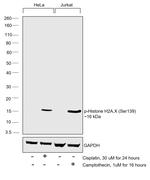 Phospho-Histone H2A.X (Ser139) Antibody in Western Blot (WB)