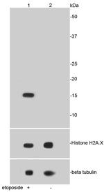 Phospho-Histone H2A.X (Ser139) Antibody in Western Blot (WB)