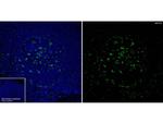 MERTK Antibody in Flow Cytometry (Flow)