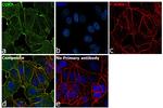 CCR7 Antibody in Immunocytochemistry (ICC/IF)