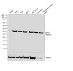 CCR7 Antibody in Western Blot (WB)
