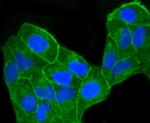 CCR7 Antibody in Immunocytochemistry (ICC/IF)