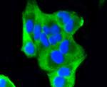 PUMA alpha Antibody in Immunocytochemistry (ICC/IF)