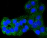 PUMA alpha Antibody in Immunocytochemistry (ICC/IF)