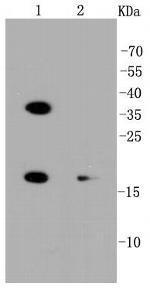 PUMA alpha Antibody in Western Blot (WB)