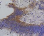 IRF1 Antibody in Immunohistochemistry (Paraffin) (IHC (P))