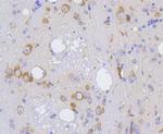 IRF1 Antibody in Immunohistochemistry (Paraffin) (IHC (P))