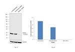 RAB9 Antibody in Western Blot (WB)