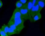 RAB9 Antibody in Immunocytochemistry (ICC/IF)