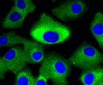 MEK1/MEK2 Antibody in Immunocytochemistry (ICC/IF)