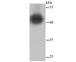 MEK1/MEK2 Antibody in Western Blot (WB)