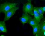 Caspase 2 Antibody in Immunocytochemistry (ICC/IF)