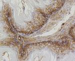 Prohibitin Antibody in Immunohistochemistry (Paraffin) (IHC (P))