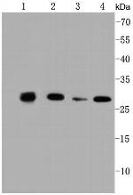 Prohibitin Antibody in Western Blot (WB)