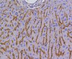 SR-BI Antibody in Immunohistochemistry (Paraffin) (IHC (P))