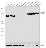 SR-BI Antibody