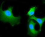 HSC70 Antibody in Immunocytochemistry (ICC/IF)