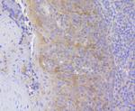 HSC70 Antibody in Immunohistochemistry (Paraffin) (IHC (P))