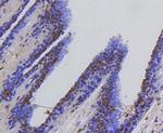 HSC70 Antibody in Immunohistochemistry (Paraffin) (IHC (P))