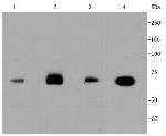 HSC70 Antibody in Western Blot (WB)