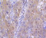 H2AK9ac Antibody in Immunohistochemistry (Paraffin) (IHC (P))