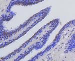 H2AK9ac Antibody in Immunohistochemistry (Paraffin) (IHC (P))