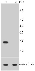 H2AK9ac Antibody in Western Blot (WB)