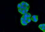beta-5 Tubulin Antibody in Immunocytochemistry (ICC/IF)