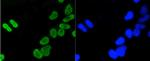 H4K5ac Antibody in Immunocytochemistry (ICC/IF)