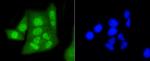 HP1 alpha Antibody in Immunocytochemistry (ICC/IF)